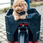 riese-and-muller-packster-70-compact-e-cargo-bike-dog-in-holdall