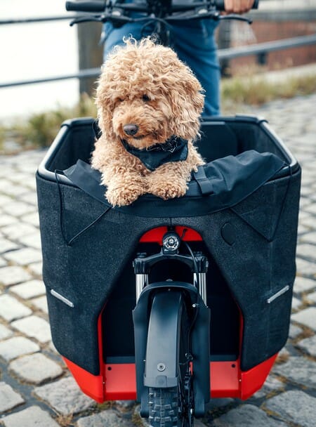 riese-and-muller-packster-70-compact-e-cargo-bike-dog-in-holdall